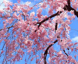 芥末留學(xué)