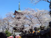 芥末留學