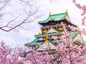 日本留學別科