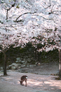 日本留学