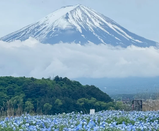 芥末留學