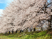 2026 日本留学回国就业全攻略