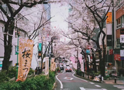 东京太阳树外语学院