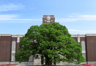 日本大學(xué)