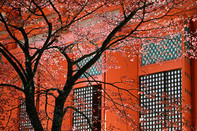 日本留学