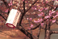 芥末留学