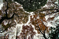芥末留學(xué)