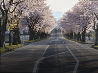 日本留学