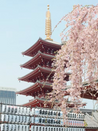 日本留学