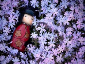 芥末留学
