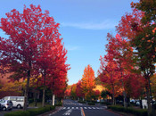 廣島大學