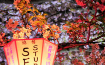 芥末留學