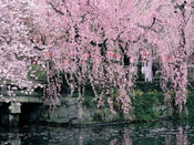 日本留學