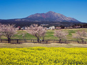 日本留学