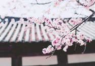 芥末留學