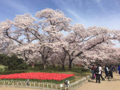 日本留學