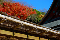 日本留学