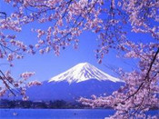 芥末留學