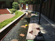 韓國大學