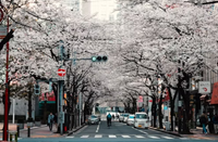 日本语言学校出勤率