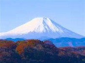 芥末留學