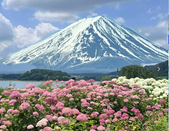 芥末留學