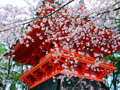 芥末留學