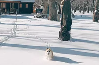 芥末留學