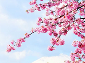 芥末留學(xué)