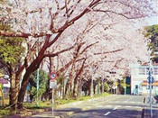 芥末留學