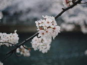 日本留學