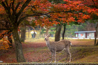 日本留學