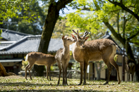 日本留學(xué)