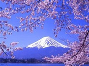 芥末留学