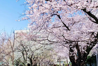 日本大學(xué)